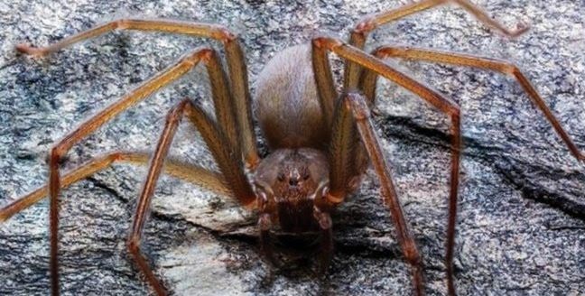 Científicos de la UNAM descubren nueva especie de araña violinista