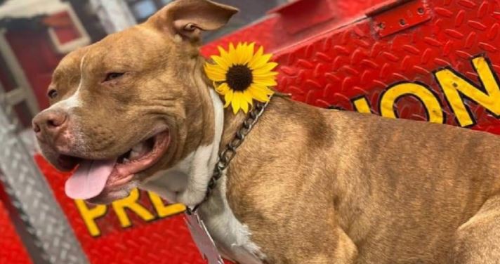 Busca a "Canelo", perrito rescatista de Nuevo León