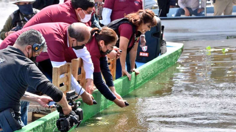 200 ajolotes liberados en Xochimilco podrían morir: expertos UNAM