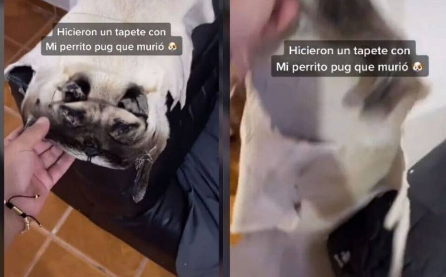 "Ni Cruella...": Joven hace tapete con la piel de su perrito muerto