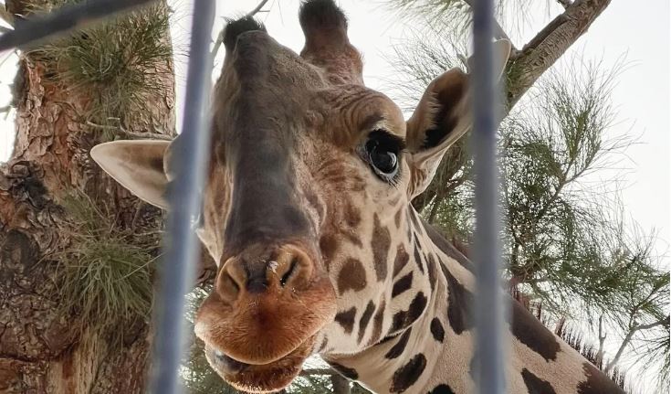 ¡La jirafa Benito se va a Africam Safari!; jueza ordena su traslado