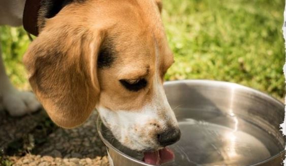 Las mejores bebidas que puedes dar a tus perros para mantenerlos sanos