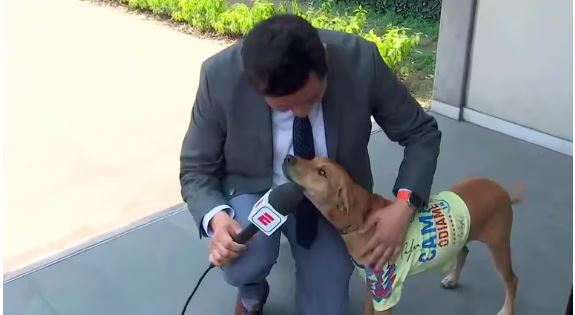 Perrito con playera del América se roba el show durante una transmisión