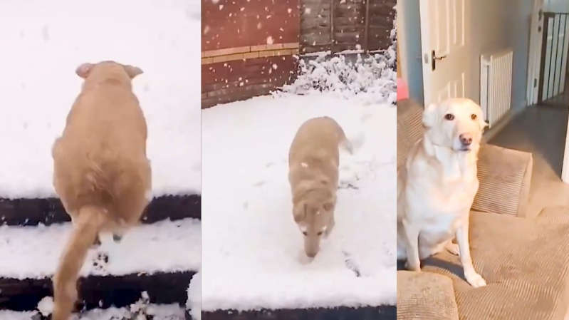 (VÍDEO) Perrito huye de la nieve y se vuelve viral en TikTok