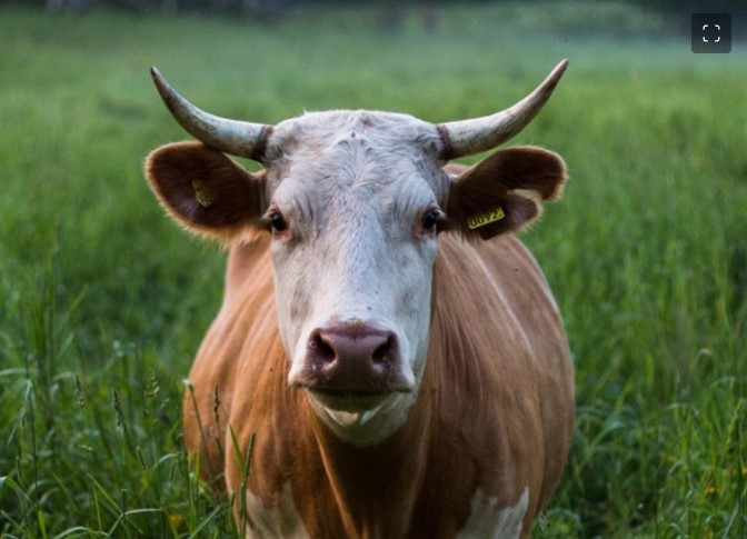 Orinaba junto a vía de tren y muere al ser golpeado por una vaca que salió  volando del convoy