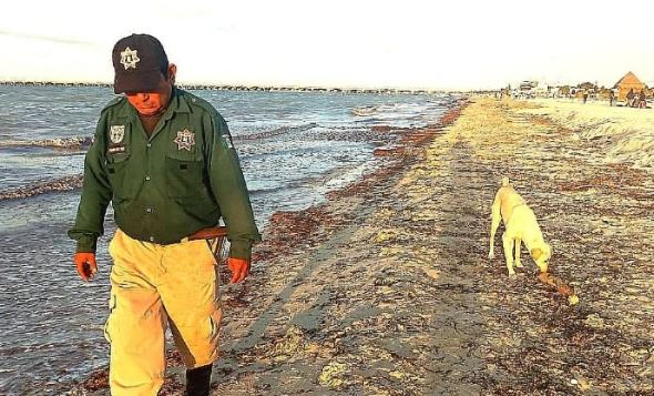 Confirmado: Hay Medusa Carabela Purtuguesa en costas de Yucatán