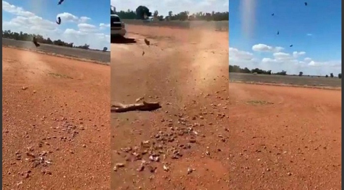 (VIDEO) Impresionante "lluvia de ratas" es captada en video