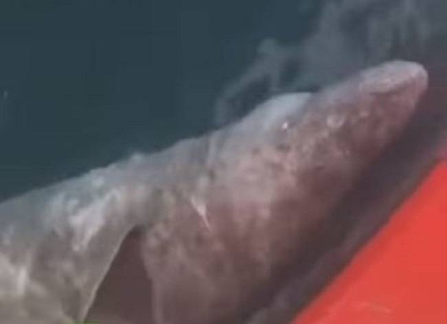 VIDEO: Cortan la cola a tiburón y lo dejan ir condenándolo a una muerte segura