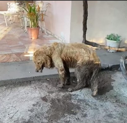 Rescatan a perrito Roger de maltrato en Sonora; "situación es complicada"