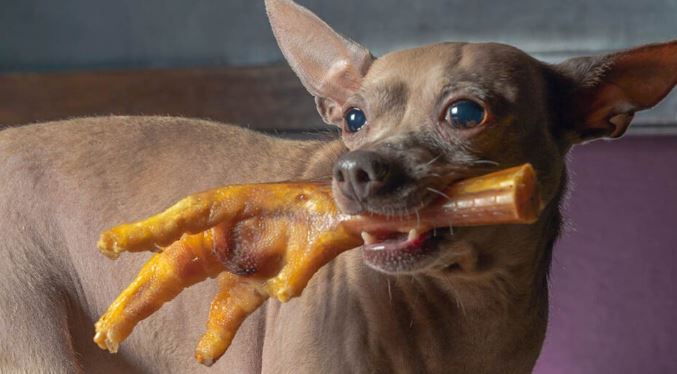 Estos son los beneficios de darle patas de pollo a tu perro