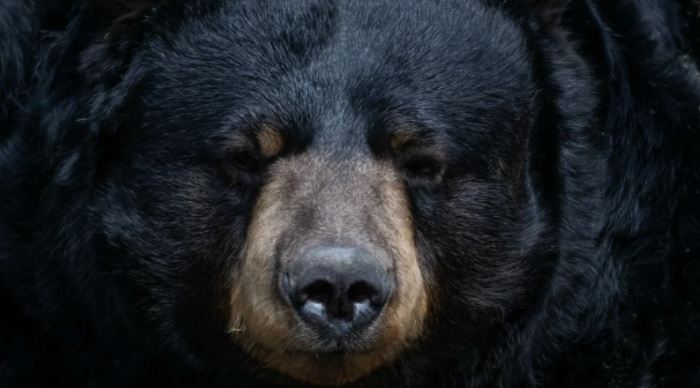 Nuevo León: Rescatan a oso que se enfermó por comer basura