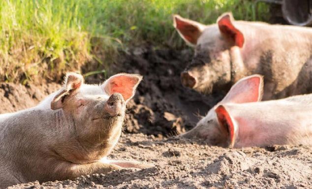 Cerdito mató a carnicero cuando iba a ser sacrificado