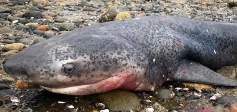 VIDEO: Matan a puñaladas a un tiburón sólo para la foto
