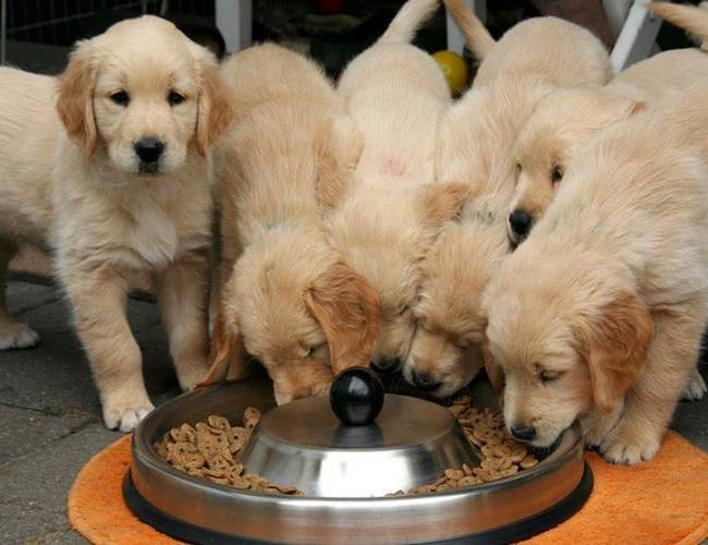 ¡Atención! Estas croquetas podrían dañar el corazón de tu perro