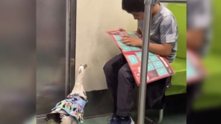 Vídeo de un niño y su pato en el Metro... Lo mejor que verás hoy