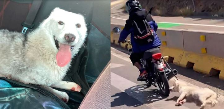 (VÍDEO) Guanajuato: Motociclista arrastra sin piedad a perrita husky en la carretera