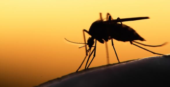 Yucatán : Reportan 137 casos de dengue y 2 muertes, en plena pandemia