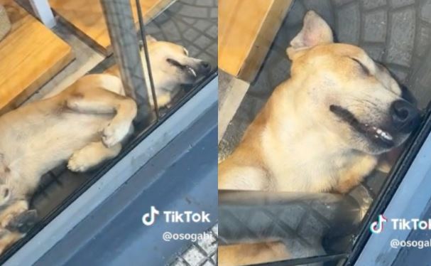 Perrito duerme en aparador de tienda y cautiva en redes sociales