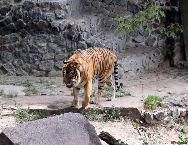 Hombre visita un zoológico y descubre el cadáver de una cuidadora