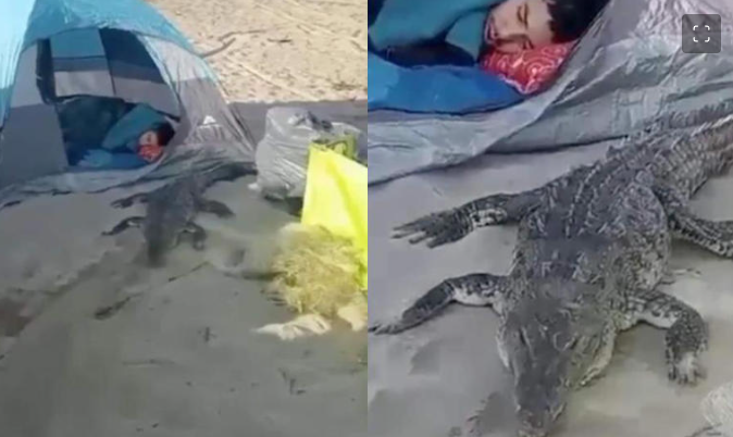 Acampan en la playa y despiertan con un cocodrilo a su lado