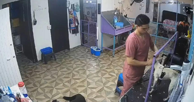(VÍDEO) Captan a empleado de estética canina golpeando a un perro mientras lo baña