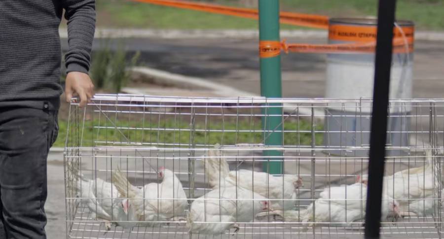 Confirman primer caso humano de influenza aviar H5N1 en México