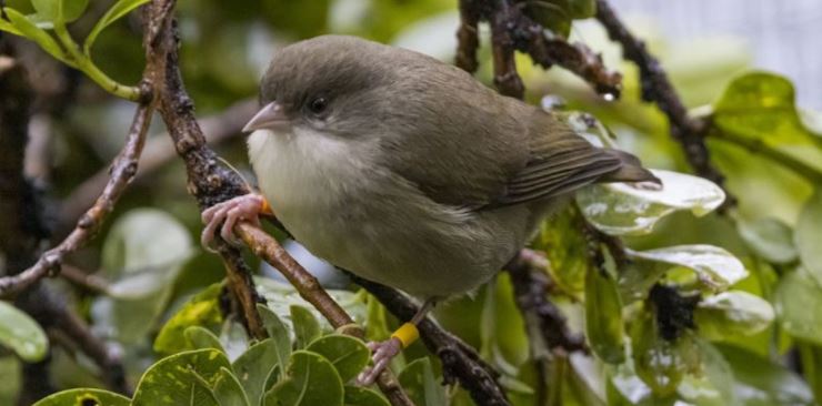 Los mosquitos están llevando a estas aves a la extinción