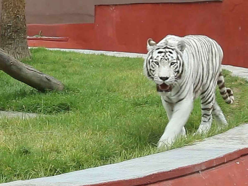 Delicado de salud, 'Ragú', un tigre blanco del zoológico de CDMX