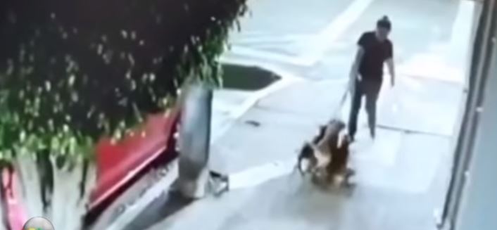 Mujer arrastra, amarra y abandona a perritos