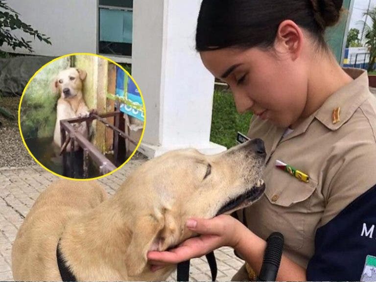 La Marina adopta a perrito rescatado de las inundaciones en Tabasco