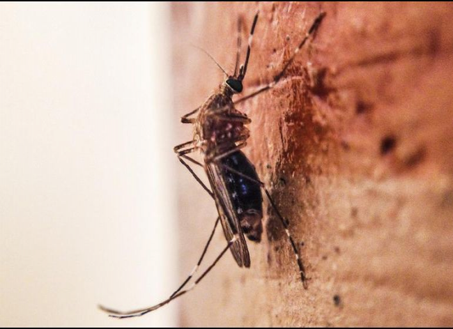 López Obrador niega incremento de dengue por falta de medicinas