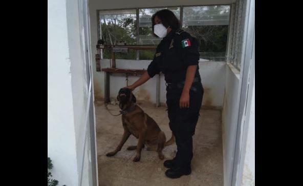 Agente de la SSP-Yucatán resulta con 30 picaduras de abejas por rescatar a un perro