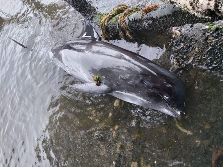 Encuentran 40 delfines muertos por derrame de petróleo en Mauricio