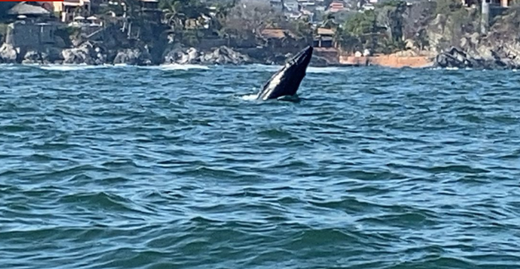 Nace ballena jorobada en costas de Guerrero; Semar la protege