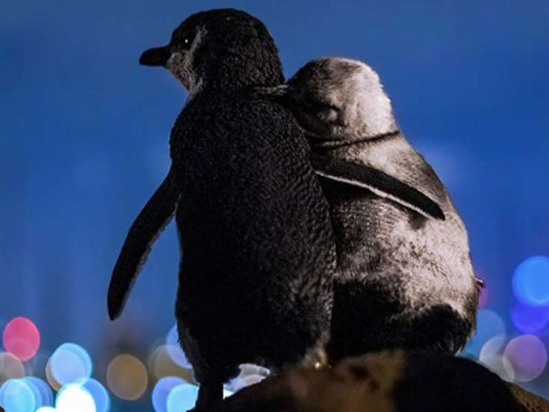 La romántica historia de dos pingüinos abrazados