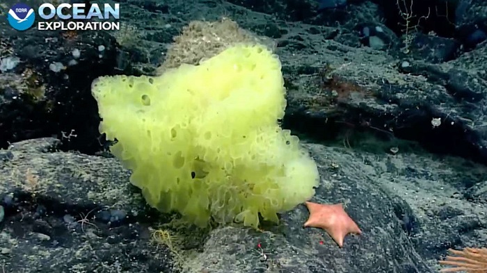 “Bob Esponja y Patricio” son captados en la vida real en el Atlántico