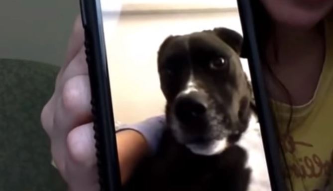 Perrito llora de la emoción al ver a su dueña, una enfermera, en videollamada