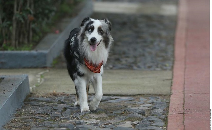 Sonora: Entrenan a perros para detectar casos de COVID-19