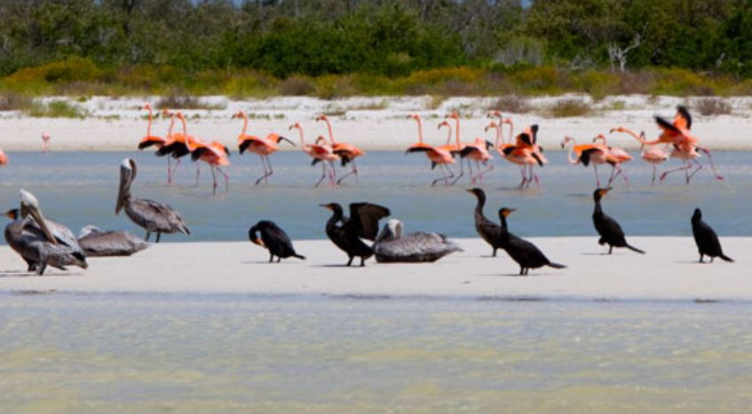 Mantarrayas, delfines, aves y tortugas, los animales regresan a Holbox