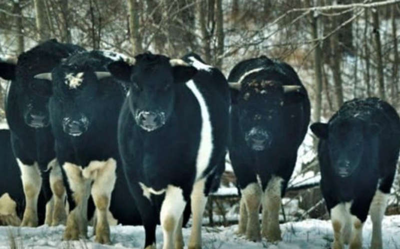 Estudio asegura que las vacas abandonadas en Chernobyl se volvieron salvajes