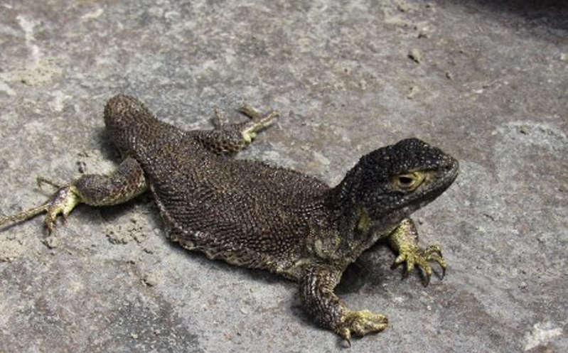 Hallan nueva especie de lagartija en Perú; increíble animal