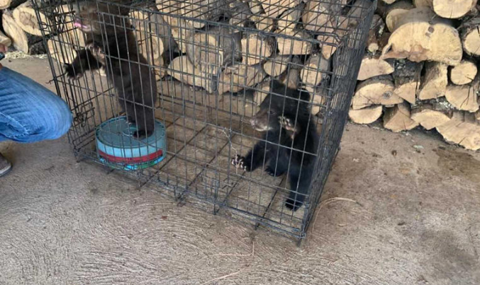 Profepa rescata a osos que quedaron huérfanos tras incendio forestal en Chihuahua