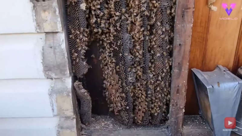(VÍDEO) Hallan colmena de abejas de 4 metros debajo de una casa