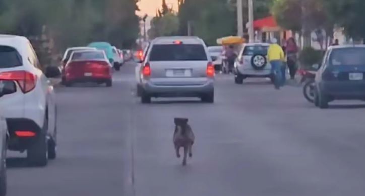 (Vídeo) ­Abandonan a perrito y persigue la camioneta de sus dueños hasta no poder más