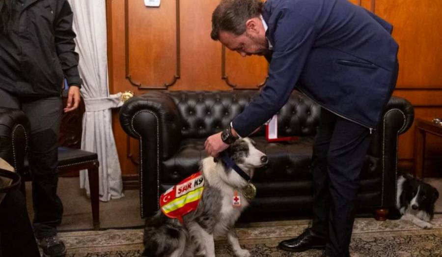 (VÍDEO) ¡Héroes de Turquía! Gobernador de Querétaro condecora a perritos rescatistas