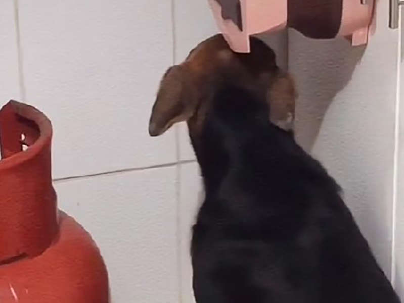 (VÍDEO) Perrita asustada por pirotecnia entra en una casa buscando refugio