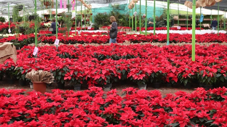 La flor de Nochebuena, un símbolo de la Navidad en México