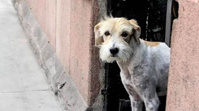 SLP: Ayuntamiento denunciará a menores responsables de la muerte de un perrito