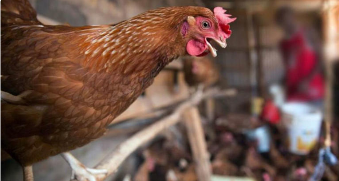 ¡Cuidado con el pollo! México suspende importación de Brasil por brote de gripe aviar
