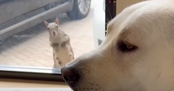 (VÍDEO) Ardilla visita a un perro todos los días durante 5 años